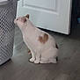 cat, white_cat, heart_pattern, indoor, laundry_basket, door, floor, curious, pet, animal, feline, sniffing, domestic, home, flooring, white_door, brown_patch, side_view, sitting, quiet