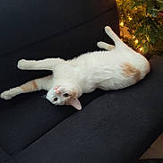 Winnie joined the competition — help win amazing prizes! cat, white_cat, orange_spots, couch, black_couch, upside_down, stretched_out, indoor, christmas_tree, decorations, lights, cozy, curious, pet, feline, relaxing, toy, floor, home, holiday