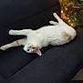 cat, white_cat, orange_spots, couch, black_couch, upside_down, stretched_out, indoor, christmas_tree, decorations, lights, cozy, curious, pet, feline, relaxing, toy, floor, home, holiday