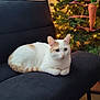 Winnie is registered to the contest to win money with this photo: cat, white_cat, orange_cat, couch, christmas_tree, lights, ornament, carrot_ornament, indoor, furniture, pet, animal, holiday, decorations, relaxing, cozy, fur, domestic_cat, resting, home