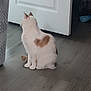 Winnie is registered to the contest to win money with this photo: cat, white_cat, heart_patch, sitting, indoor, wooden_floor, door, laundry_basket, pet, animal, fur, tail, ears, quiet, home, floor, back_view, calm, domestic, feline