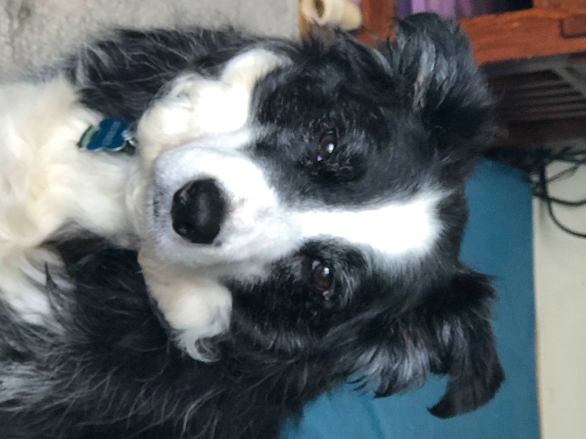 Journey is registered to the contest to win money with this photo: canidae, carnivore, companion_dog, computer_keyboard, dog, dog_breed, fur, non_sporting_group, paw, puppy, snout, sporting_group, toy_dog, whiskers, working_animal, working_dog