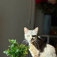 Maya a rejoint le concours — aidez-le/la à gagner de superbes lots ! cat, animal, pet, feline, gray_cat, sitting, portrait, whiskers, green_eyes, indoors, houseplant, flowers, blurred_background, sunlight, dramatic_lighting, fur, ears, nose, home, photography