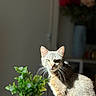 cat, animal, pet, feline, gray_cat, sitting, portrait, whiskers, green_eyes, indoors, houseplant, flowers, blurred_background, sunlight, dramatic_lighting, fur, ears, nose, home, photography