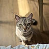 Maya a rejoint le concours — aidez-le/la à gagner de superbes lots ! cat, tabby_cat, feline, pet, animal, portrait, close_up, green_eyes, whiskers, ears, fur, striped_fur, indoor, bedroom, wooden_background, blanket, floral_pattern, soft_lighting, staring, photography