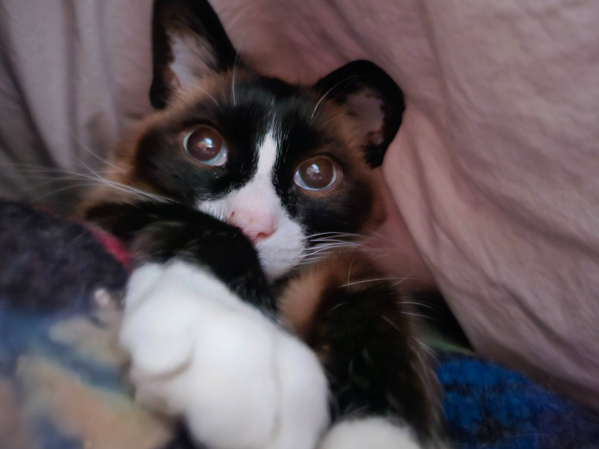 Mr.anderson is registered to the contest to win money with this photo: carnivore, cat, claw, domestic_short_haired_cat, felidae, fur, paw, small_to_medium_sized_cats, snout, tail, whiskers