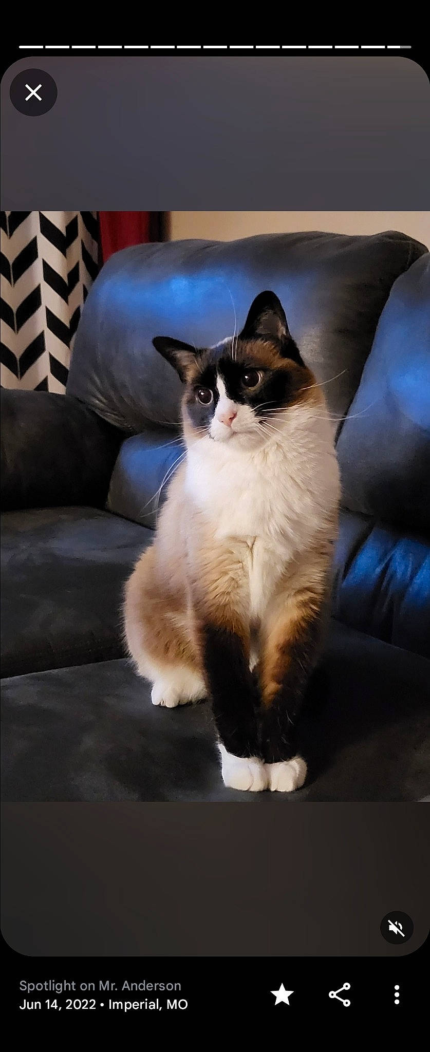 Mr.anderson is registered to the contest to win money with this photo: box, carnivore, cat, comfort, couch, darkness, domestic_short_haired_cat, felidae, flooring, foot, fur, hardwood, paw, sitting, small_to_medium_sized_cats, snout, tail, whiskers