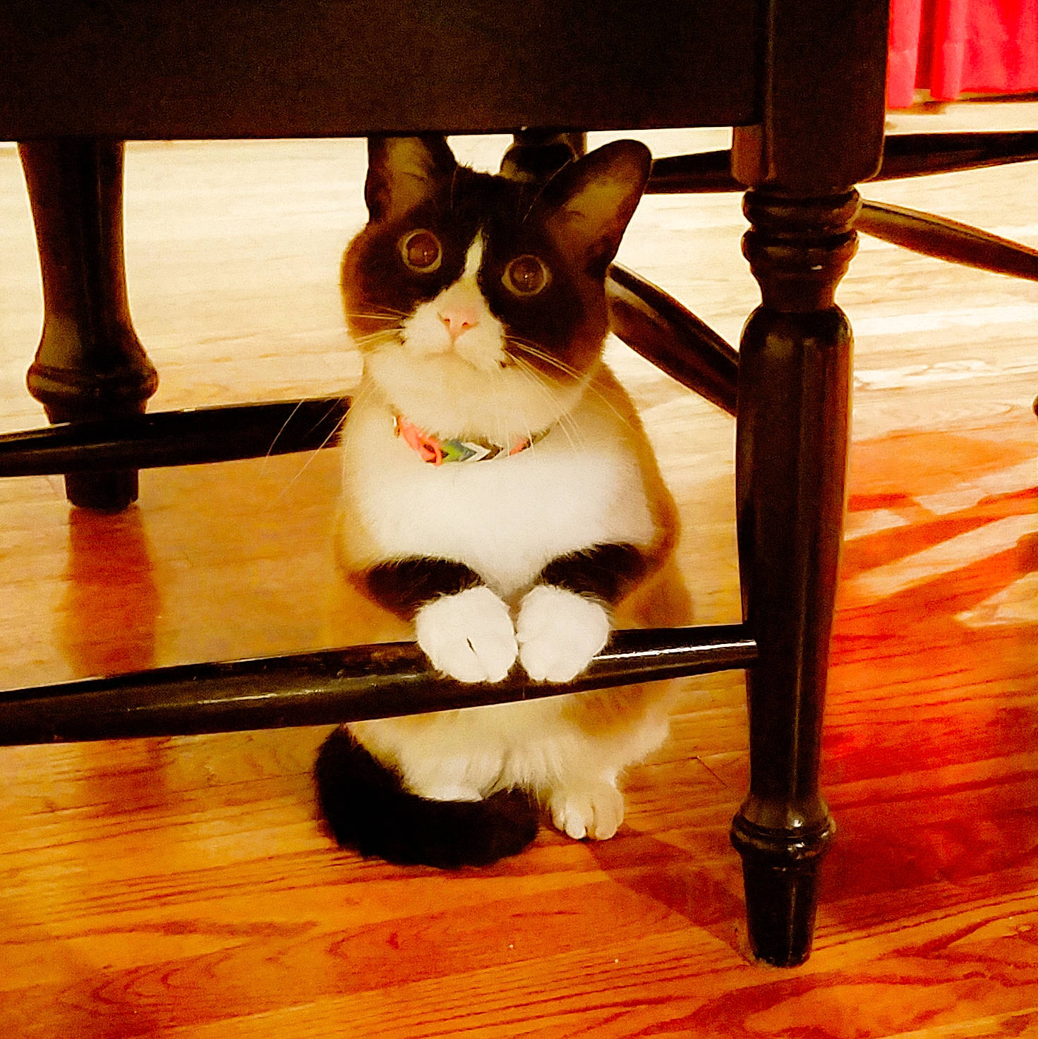 Mr.anderson is registered to the contest to win money with this photo: carnivore, cat, comfort, domestic_short_haired_cat, felidae, floor, flooring, foot, fur, hardwood, human_leg, leg, line, paw, small_to_medium_sized_cats, snout, tail, tints_and_shades, whiskers, wood