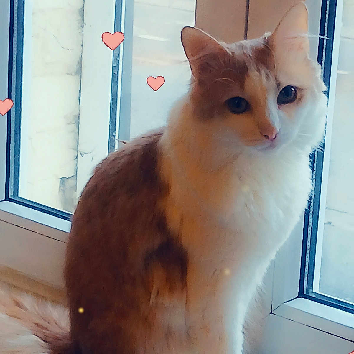 Mououne participe au concours pour gagner de l'argent avec cette photo : abyssinian, angora, animal, cat, hardwood, kitten, manx, pet, siamese, window, windowsill, wood