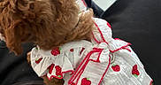 Mila joined the competition — help win amazing prizes! dog, small_dog, curly_fur, brown_fur, pet, dressed_pet, dog_dress, strawberry_pattern, white_clothing, red_trim, indoor, lap, sitting, companion_animal, fashion, cute, fluffy, home, legs, photography