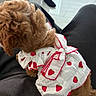 dog, small_dog, curly_fur, brown_fur, pet, dressed_pet, dog_dress, strawberry_pattern, white_clothing, red_trim, indoor, lap, sitting, companion_animal, fashion, cute, fluffy, home, legs, photography
