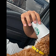 Mila is registered to the contest to win money with this photo: dog, curly_hair, brown_fur, pet, animal, car, car_interior, hand, coffee_cup, starbucks, yellow_collar, collar, puppuccino, outdoor, sunlight, vehicle, phone_screen, camera_interface, portrait_mode, sitting
