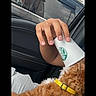 dog, curly_hair, brown_fur, pet, animal, car, car_interior, hand, coffee_cup, starbucks, yellow_collar, collar, puppuccino, outdoor, sunlight, vehicle, phone_screen, camera_interface, portrait_mode, sitting