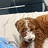 Mila joined the competition — help win amazing prizes! puppy, dog, curly_fur, brown_fur, white_fur, floppy_ears, pet, animal, cute, bed, bedding, blanket, bedroom, indoors, lying_down, portrait, close_up, black_nose, blue_blanket, cozy
