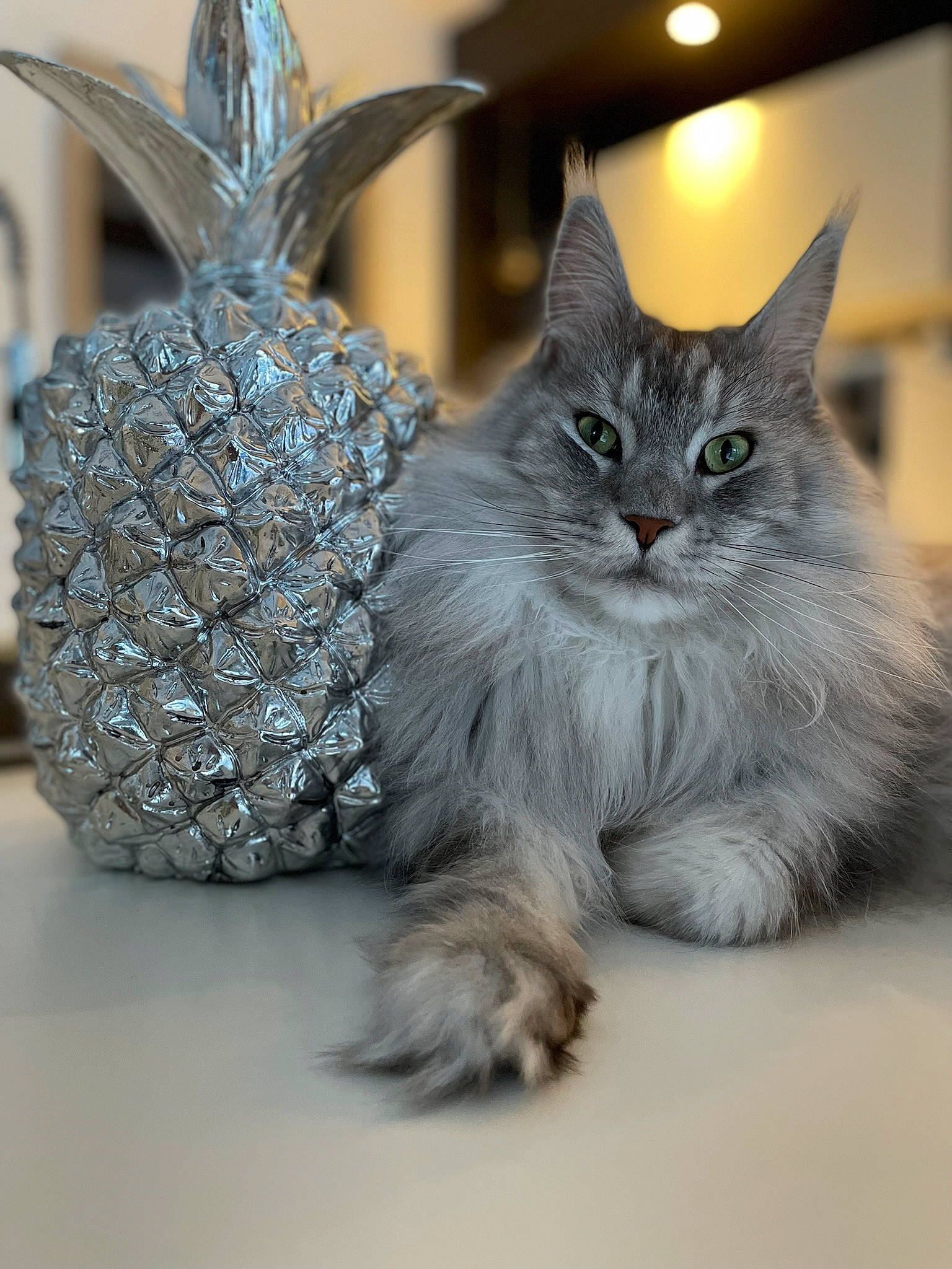 Onyx participe au concours pour gagner de l'argent avec cette photo : ananas, artifact, carnivore, cat, claw, cone, domestic_short_haired_cat, fashion_accessory, felidae, fruit, fur, glass, grey, metal, paw, pineapple, plant, small_to_medium_sized_cats, tail, whiskers