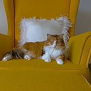 Ruby a rejoint le concours — aidez-le/la à gagner de superbes lots ! cat, feline, pet, fluffy, yellow_armchair, white_pillow, indoor, relaxed, resting, fur, mammal, cute, cozy, domestic_animal, home, furniture, sitting, calm, comfort, animal