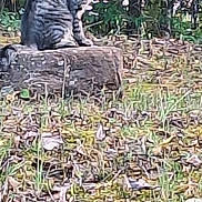Bear is registered to the contest to win money with this photo: cat, tree_stump, grass, leaves, outdoor, nature, feline, animal, greenery, wildlife, sitting, fur, striped, mammal, plant, bushes, daylight, ground, pet, quiet