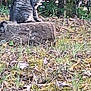 cat, tree_stump, grass, leaves, outdoor, nature, feline, animal, greenery, wildlife, sitting, fur, striped, mammal, plant, bushes, daylight, ground, pet, quiet