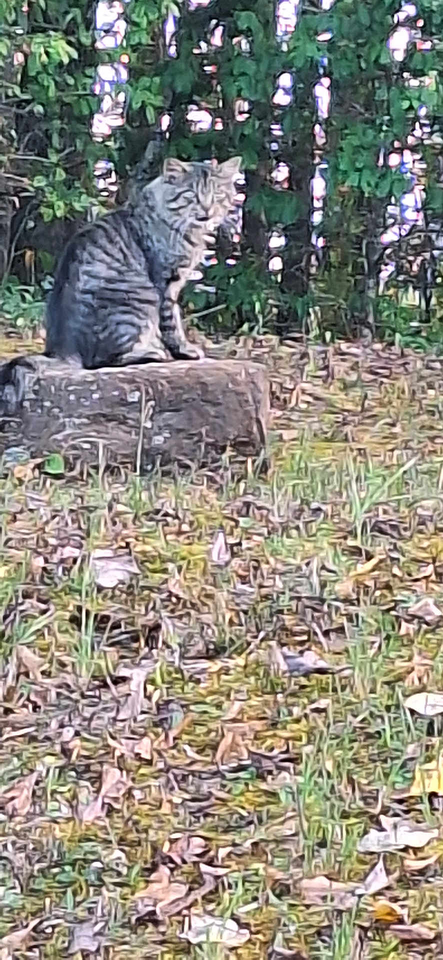 Bear is registered to the contest to win money with this photo: cat, tree_stump, grass, leaves, outdoor, nature, feline, animal, greenery, wildlife, sitting, fur, striped, mammal, plant, bushes, daylight, ground, pet, quiet