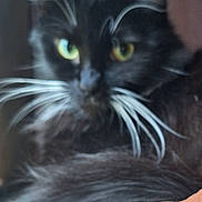 Cricket is registered to the contest to win money with this photo: cat, black_cat, whiskers, green_eyes, close_up, blurry, indoor, feline, pet, animal, fur, resting, brown_fabric, couch, soft, domestic, mammal, whisker, cute, relaxed