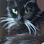 cat, black_cat, whiskers, green_eyes, close_up, blurry, indoor, feline, pet, animal, fur, resting, brown_fabric, couch, soft, domestic, mammal, whisker, cute, relaxed