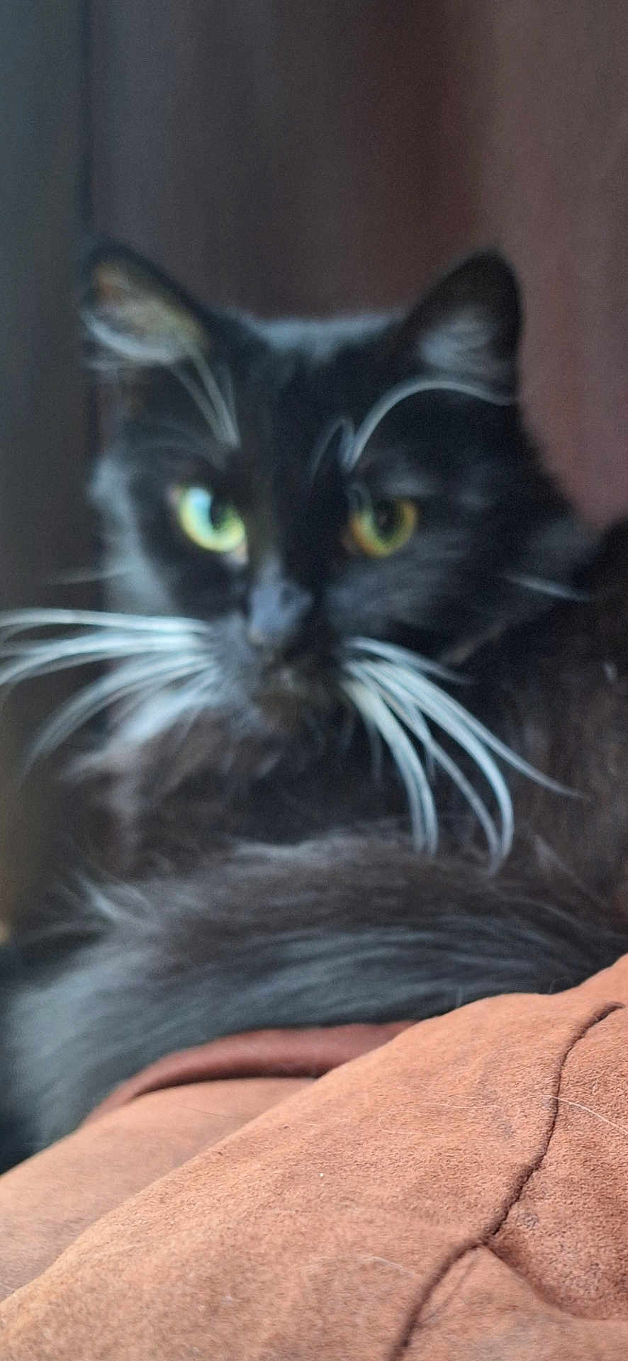 Cricket is registered to the contest to win money with this photo: cat, black_cat, whiskers, green_eyes, close_up, blurry, indoor, feline, pet, animal, fur, resting, brown_fabric, couch, soft, domestic, mammal, whisker, cute, relaxed