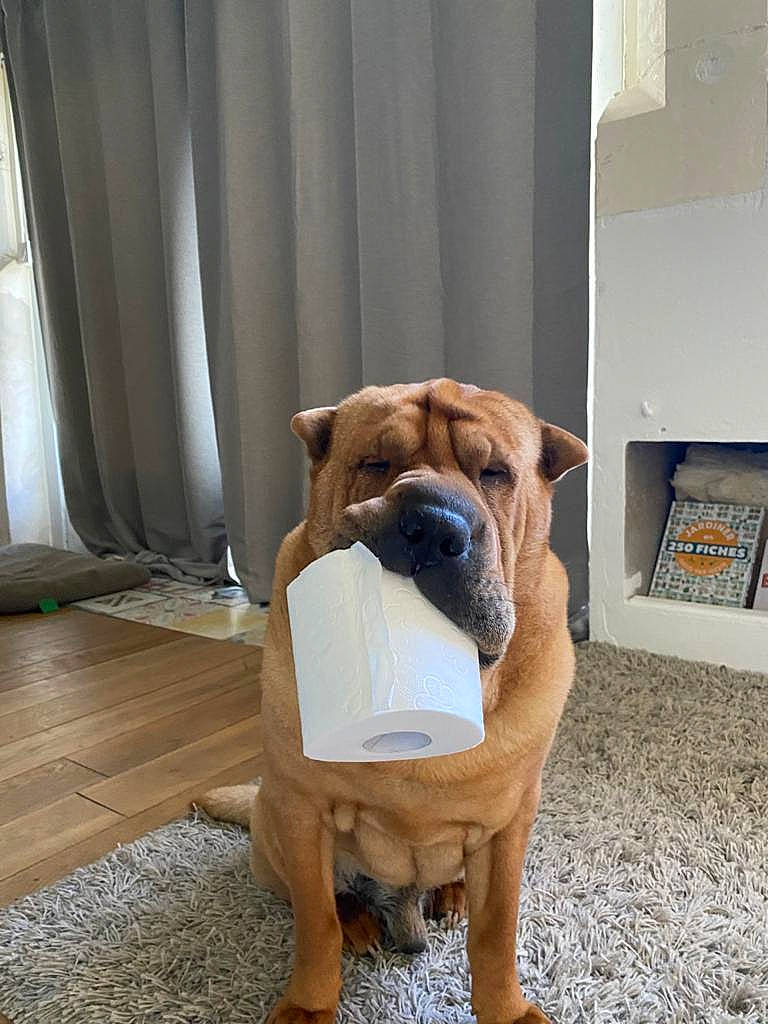 Iro participe au concours pour gagner de l'argent avec cette photo : bulldog, carnivore, collar, comfort, companion_dog, curtain, dog, dog_breed, dog_supply, fawn, floor, flooring, hardwood, snout, sporting_group, toy_dog, window, wood, working_animal, wrinkle