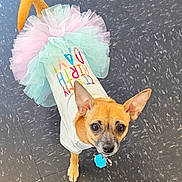 Tinkerbell is registered to the contest to win money with this photo: dog, small_dog, tutu, birthday_shirt, pet_clothing, floor, looking_up, brown_dog, cute, celebration, indoor, tile_floor, ears_up, collar, tag, playful, animal, pet, costume, festive