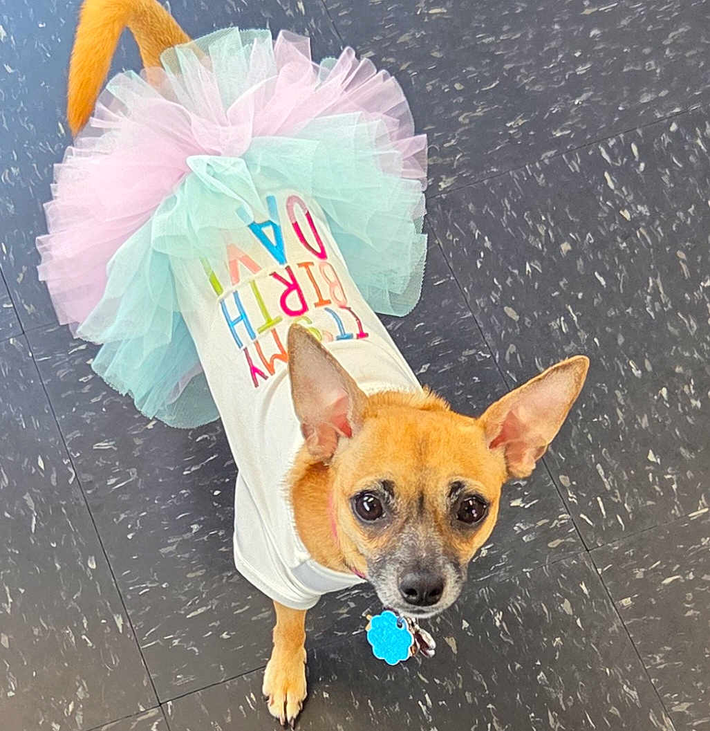 Tinkerbell is registered to the contest to win money with this photo: dog, small_dog, tutu, birthday_shirt, pet_clothing, floor, looking_up, brown_dog, cute, celebration, indoor, tile_floor, ears_up, collar, tag, playful, animal, pet, costume, festive