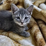 Gris joined the competition — help win amazing prizes! animal, blanket, cat, cozy, cute, domestic_cat, ears, eyes, fur, fur_texture, gray_tabby, indoor, kitten, lying_down, pet, resting, small, soft, whiskers, young