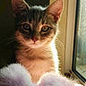Gris is registered to the contest to win money with this photo: animal, cat, cozy, curious, cute, domestic_cat, ears, fluffy, fur, indoor, kitten, pet, portrait, purple_blanket, relaxed, soft_light, sunlight, whiskers, window, young_cat