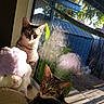 animal_face, cat, cozy, curious, daylight, domestic_animal, furniture, hammock, home, indoor, outdoor, pets, plant, portrait, reflection, relaxation, stuffed_animal, sunlight, tabby_cat, window
