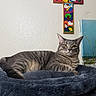animal, bed, cat, cat_tree, colorful, cozy, cross, decor, fur, furniture, gray_cat, indoor, looking, painting, pet, portrait, relaxed, resting, tabby_cat, wall