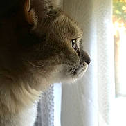 Lila a rejoint le concours — aidez-le/la à gagner de superbes lots ! animal, calm, cat, close_up, contemplative, curious, curtain, domestic_cat, feline, fur, indoor, looking_out, natural_light, pet, profile_view, quiet, side_profile, soft_light, whiskers, window