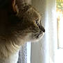 animal, calm, cat, close_up, contemplative, curious, curtain, domestic_cat, feline, fur, indoor, looking_out, natural_light, pet, profile_view, quiet, side_profile, soft_light, whiskers, window