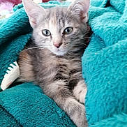 Anna a rejoint le concours — aidez-le/la à gagner de superbes lots ! kitten, cat, animal, pet, feline, fur, blanket, cozy, teal, cute, whiskers, ears, indoor, comfort, relaxation, soft, closeup, young, domestic, sleepy