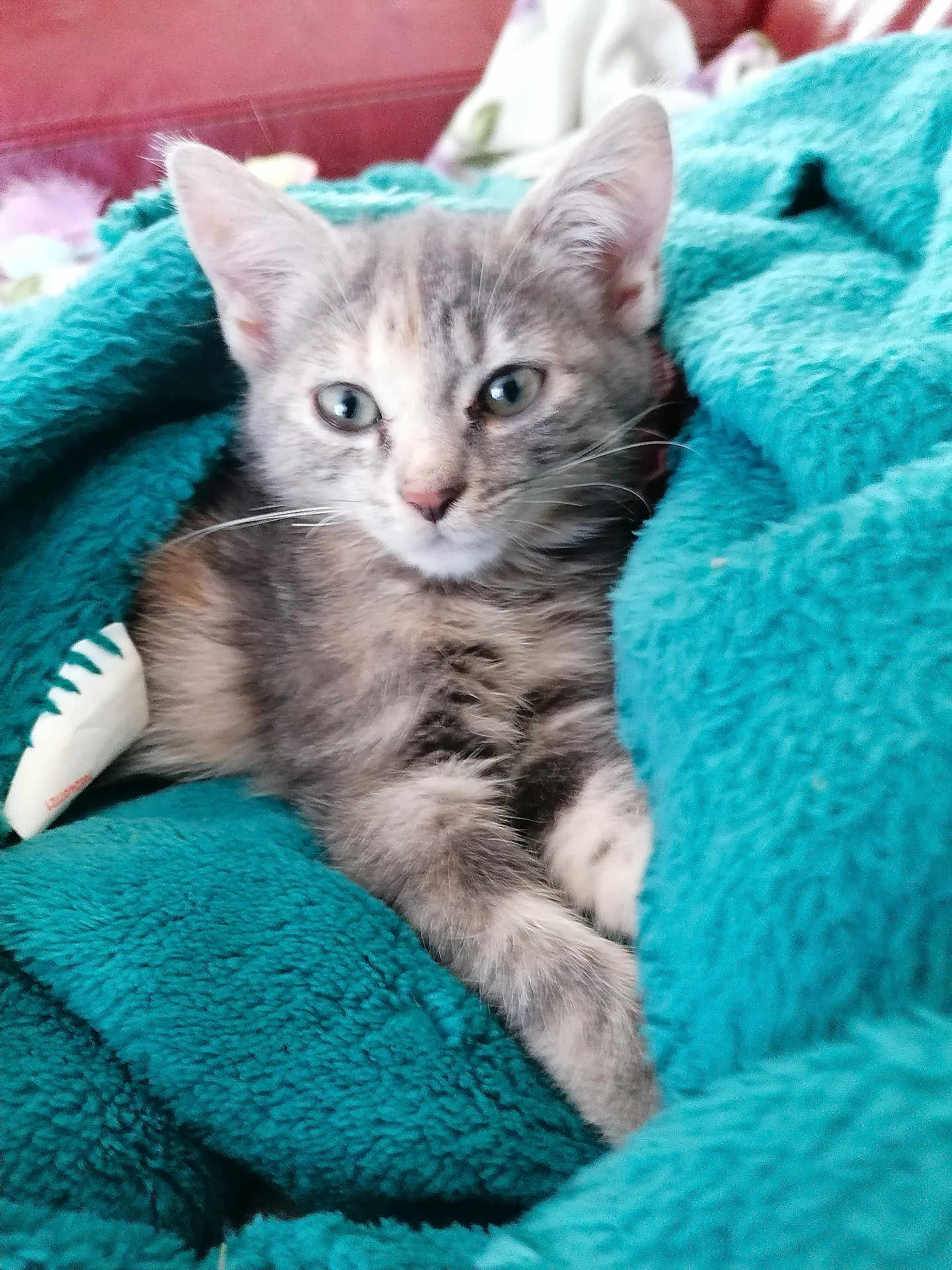 Anna a rejoint le concours — aidez-le/la à gagner de superbes lots ! kitten, cat, animal, pet, feline, fur, blanket, cozy, teal, cute, whiskers, ears, indoor, comfort, relaxation, soft, closeup, young, domestic, sleepy
