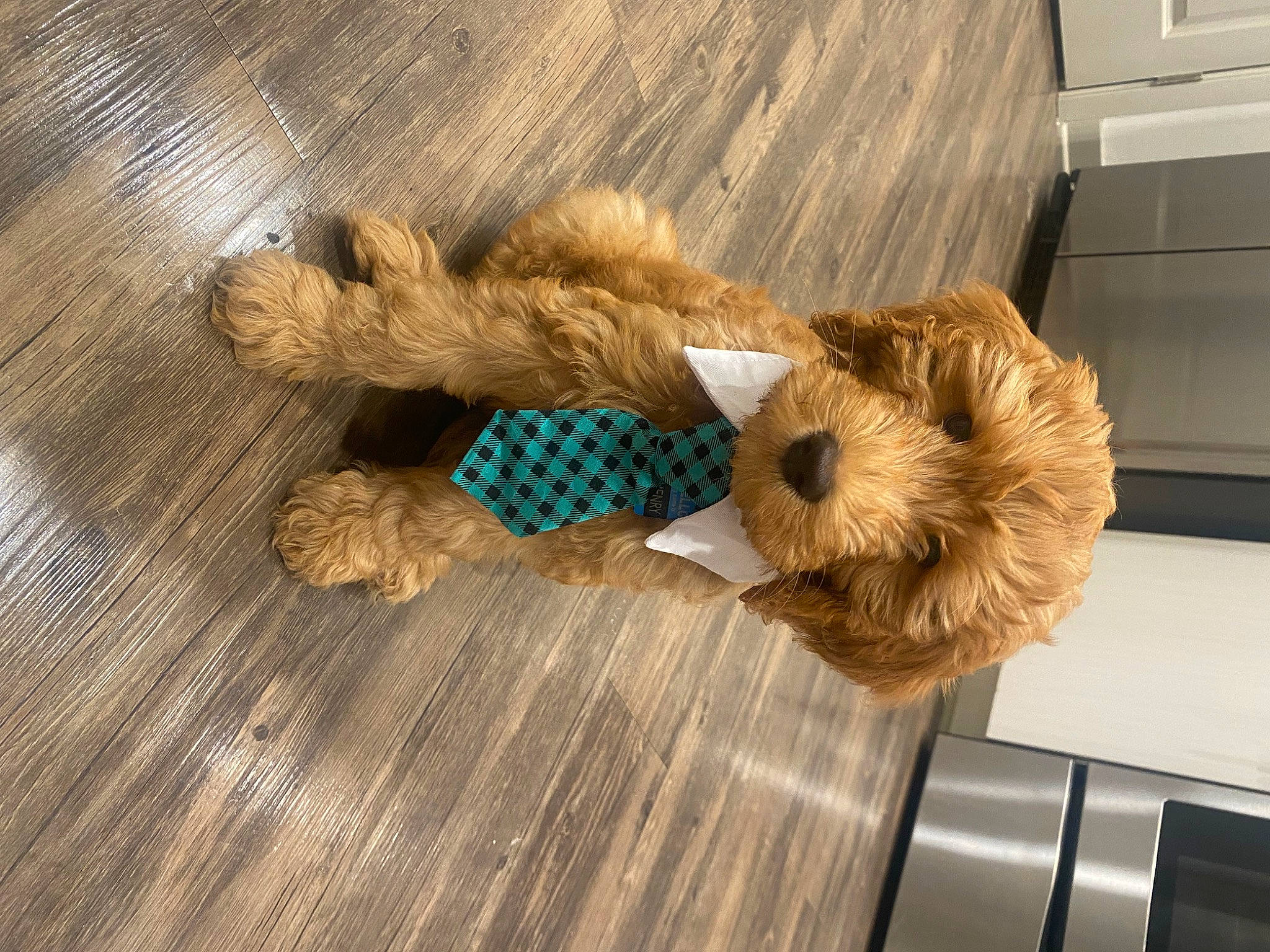 Henry joined the competition — help win amazing prizes! baby_toys, cabinetry, companion_dog, dog_breed, dog_clothes, doll, fashion_accessory, fawn, flooring, fur, hardwood, plush, stuffed_toy, tail, teddy_bear, toy, toy_dog, wood, wood_stain, wool
