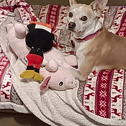 Charlie joined the competition — help win amazing prizes! dog, small_dog, plush_toy, pig_toy, colorful_toy, blanket, patterned_blanket, couch, indoor, carpet, pet, animal, furniture, cozy, cute, resting, looking, ears_up, brown_and_white, home