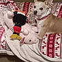 dog, small_dog, plush_toy, pig_toy, colorful_toy, blanket, patterned_blanket, couch, indoor, carpet, pet, animal, furniture, cozy, cute, resting, looking, ears_up, brown_and_white, home