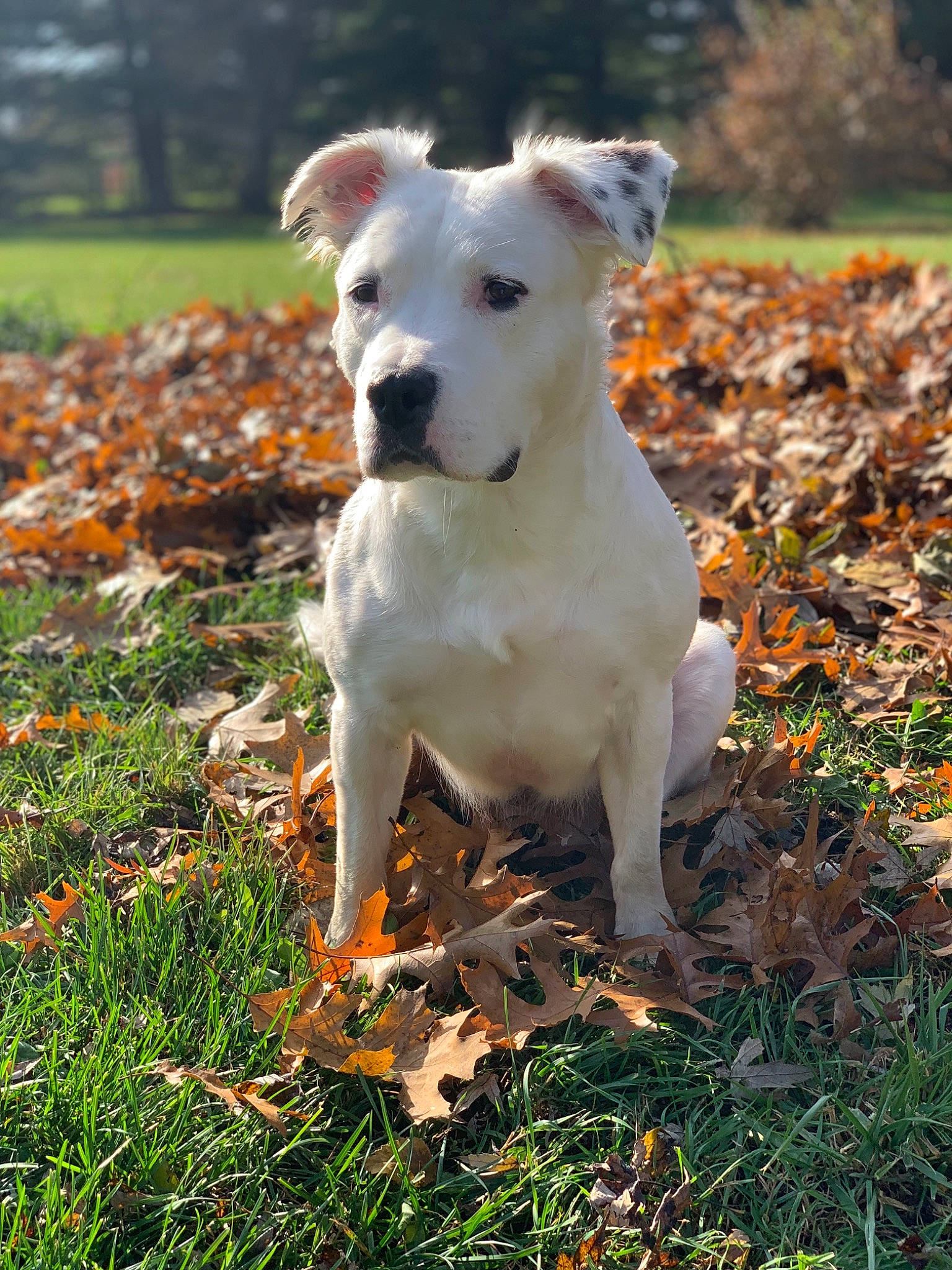 Annie joined the competition — help win amazing prizes! american_pit_bull_terrier, american_staffordshire_terrier, canidae, carnivore, catahoula_bulldog, companion_dog, dog, dog_breed, dogo_argentino, fawn, grass, labrador_retriever, leaf, mammal, non_sporting_group, puppy, rare_breed_dog, sporting_group, vertebrate
