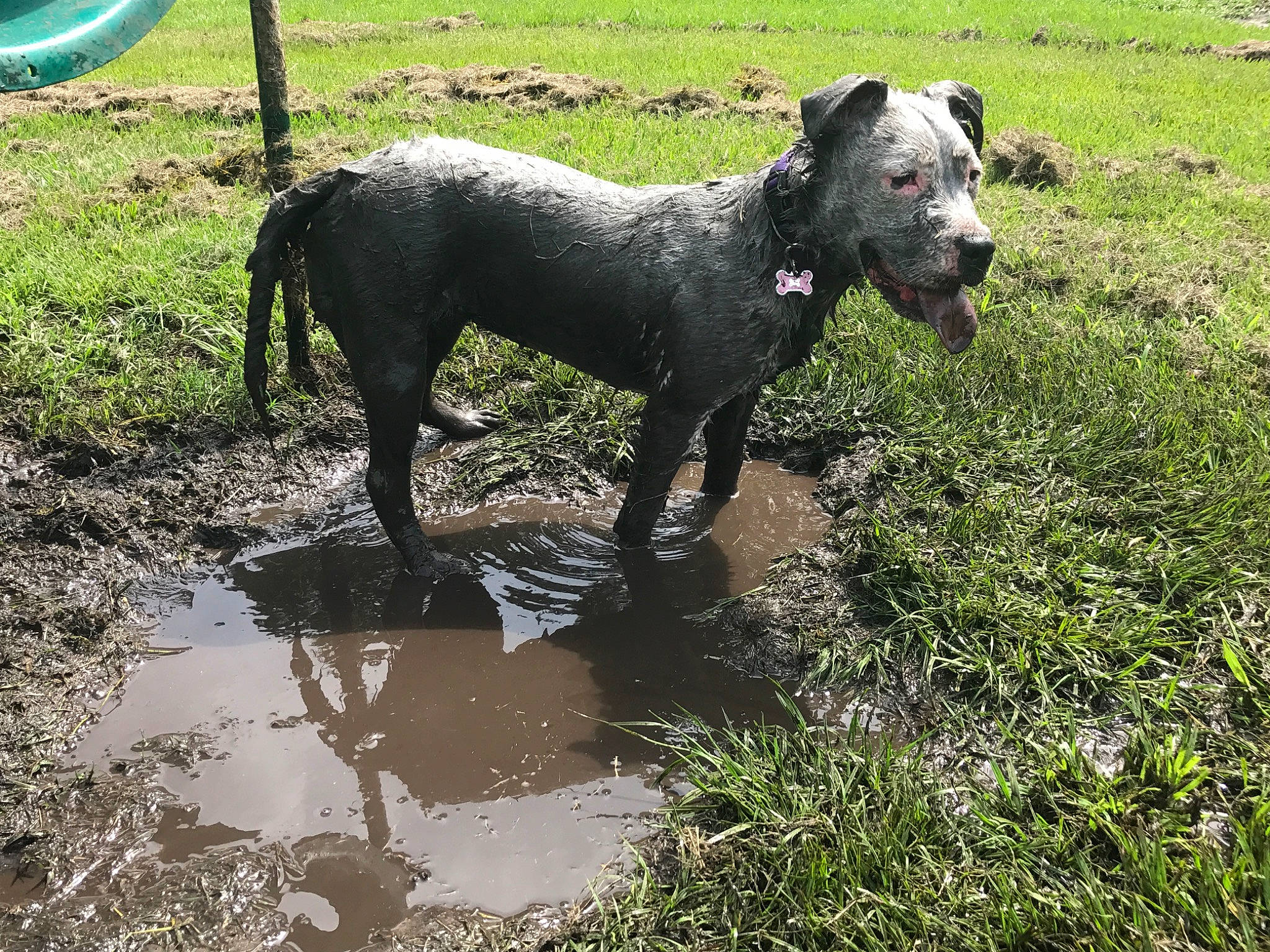 Annie is registered to the contest to win money with this photo: canidae, carnivore, dog, dog_breed, guard_dog, hunting_dog, mammal, mud, non_sporting_group, sporting_group, vertebrate, water