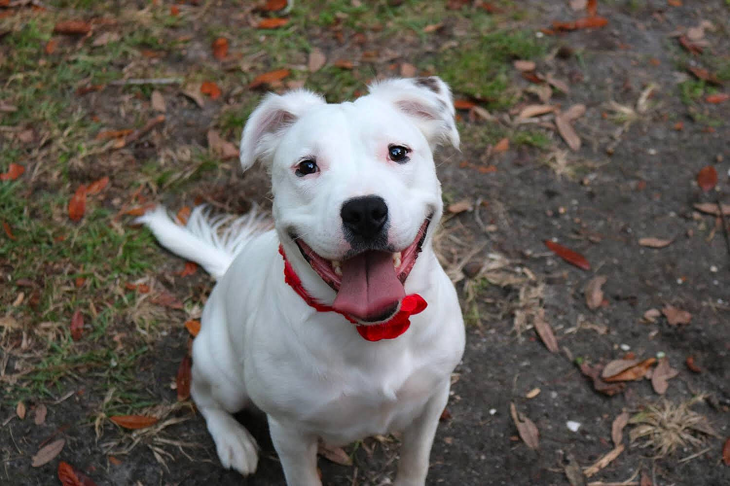 Annie is registered to the contest to win money with this photo: american_bulldog, american_pit_bull_terrier, american_staffordshire_terrier, canidae, carnivore, catahoula_bulldog, companion_dog, cordoba_fighting_dog, dog, dog_breed, dogo_argentino, dogo_guatemalteco, mammal, non_sporting_group, pit_bull, rare_breed_dog, snout, sporting_group, staffordshire_bull_terrier, vertebrate