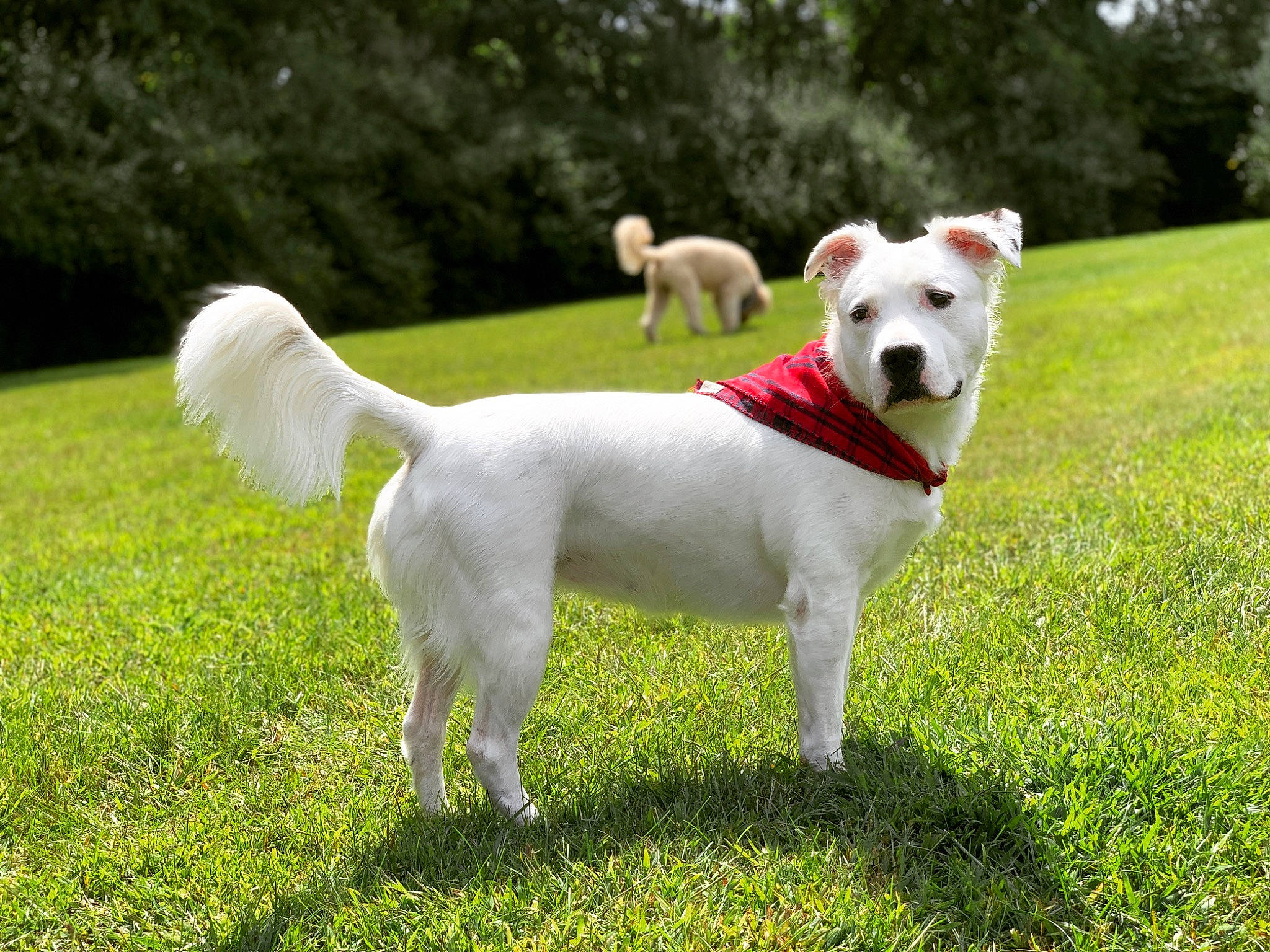 Annie is registered to the contest to win money with this photo: canidae, carnivore, companion_dog, dog, dog_breed, grass, mammal, plant, puppy, rare_breed_dog, sporting_group, tail, vertebrate