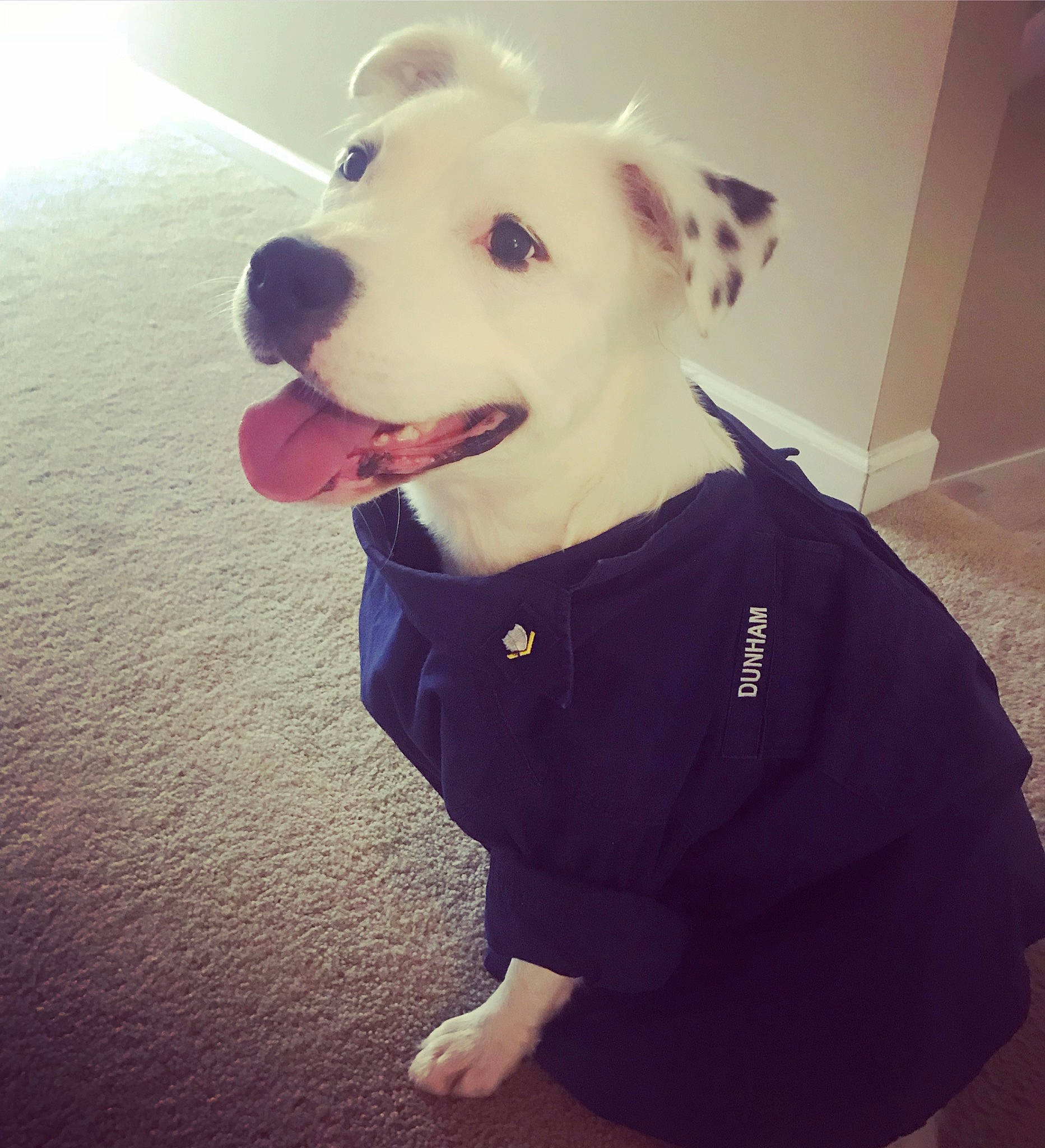 Annie is registered to the contest to win money with this photo: canidae, carnivore, collar, companion_dog, dog, dog_breed, dog_clothes, ear, guard_dog, head, mammal, non_sporting_group, nose, outerwear, pit_bull, puppy, puppy_love, smile, snout, t_shirt