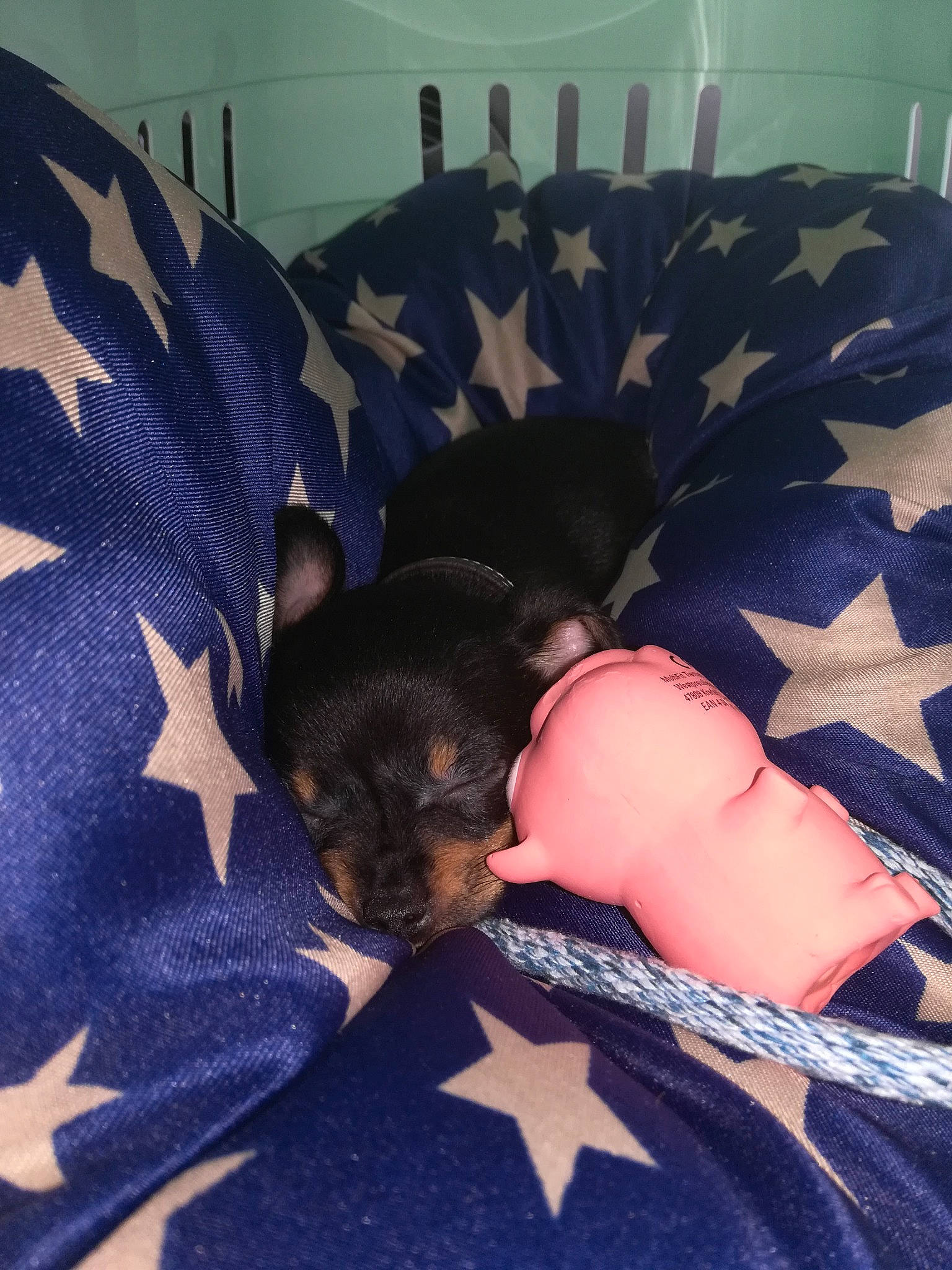 Snoopy a rejoint le concours — aidez-le/la à gagner de superbes lots ! bed, canidae, carnivore, companion_dog, dachshund, dog, dog_breed, miniature_pinscher, morkie, nap, puppy, sleep, toy_dog, yorkshire_terrier