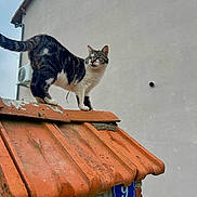 Minou-Minou participe au concours pour gagner de l'argent avec cette photo : cat, tabby_cat, animal, pet, roof, tile_roof, orange_tiles, outdoor, urban, building, wall, curious, standing, feline, whiskers, ears, paws, gray_wall, daylight, nature