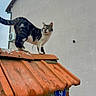 cat, tabby_cat, animal, pet, roof, tile_roof, orange_tiles, outdoor, urban, building, wall, curious, standing, feline, whiskers, ears, paws, gray_wall, daylight, nature