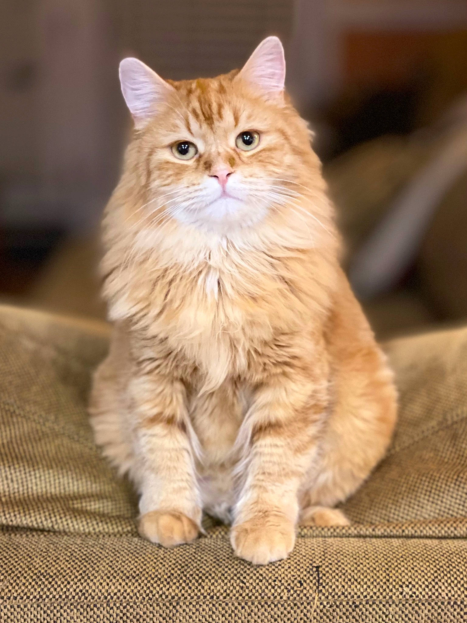 Cinna joined the competition — help win amazing prizes! art, british_longhair, carnivore, cat, claw, fawn, felidae, flooring, fur, hardwood, paw, ragdoll, sitting, small_to_medium_sized_cats, snout, tail, terrestrial_animal, whiskers, wildlife, wood