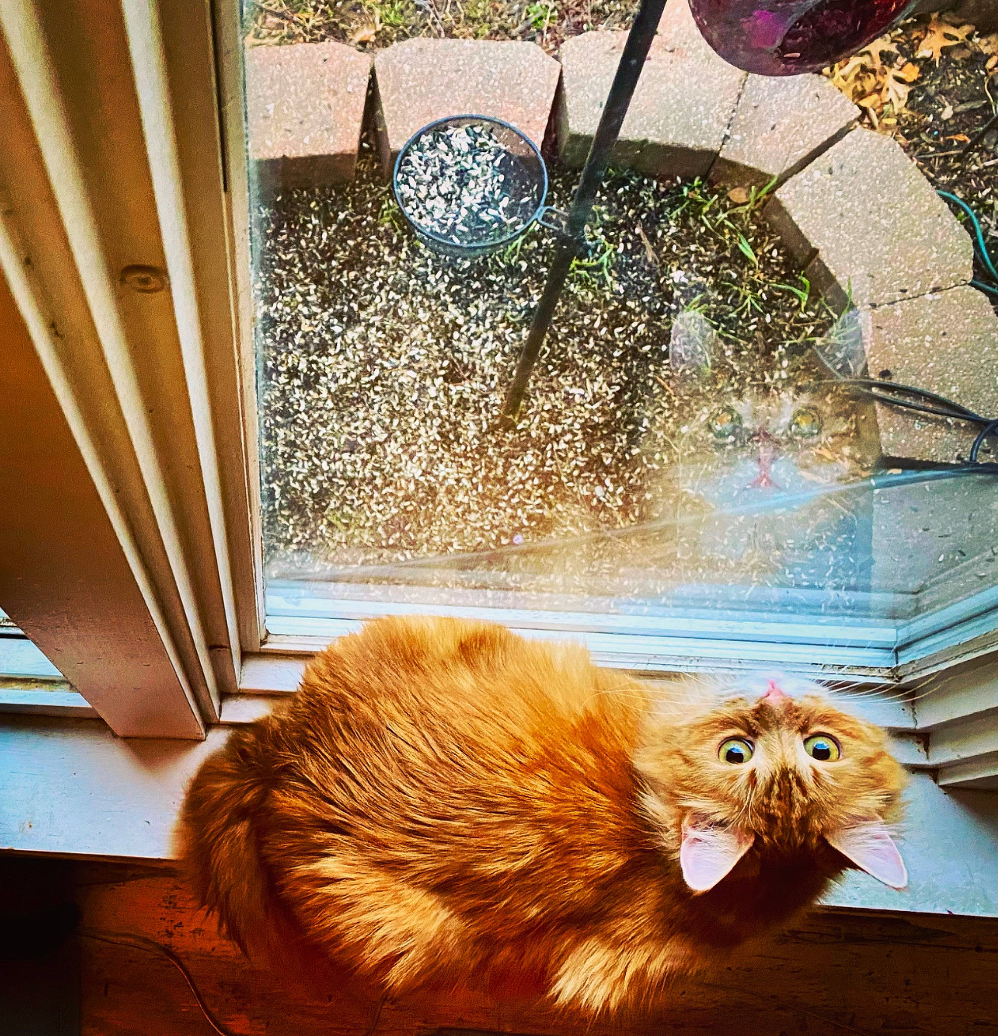 Cinna is registered to the contest to win money with this photo: art, carnivore, cat, claw, domestic_short_haired_cat, fawn, felidae, flooring, fur, glass, plant, room, small_to_medium_sized_cats, snout, tail, terrestrial_animal, visual_arts, whiskers, window, wood